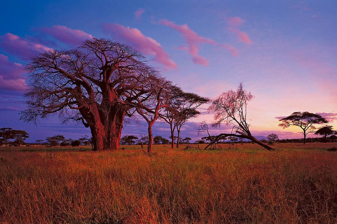 Особенности страны танзания. Тарангире национальный парк. Саванна Серенгети Танзания. Парк Серенгети в Танзании климат. Саванна Килиманджаро.