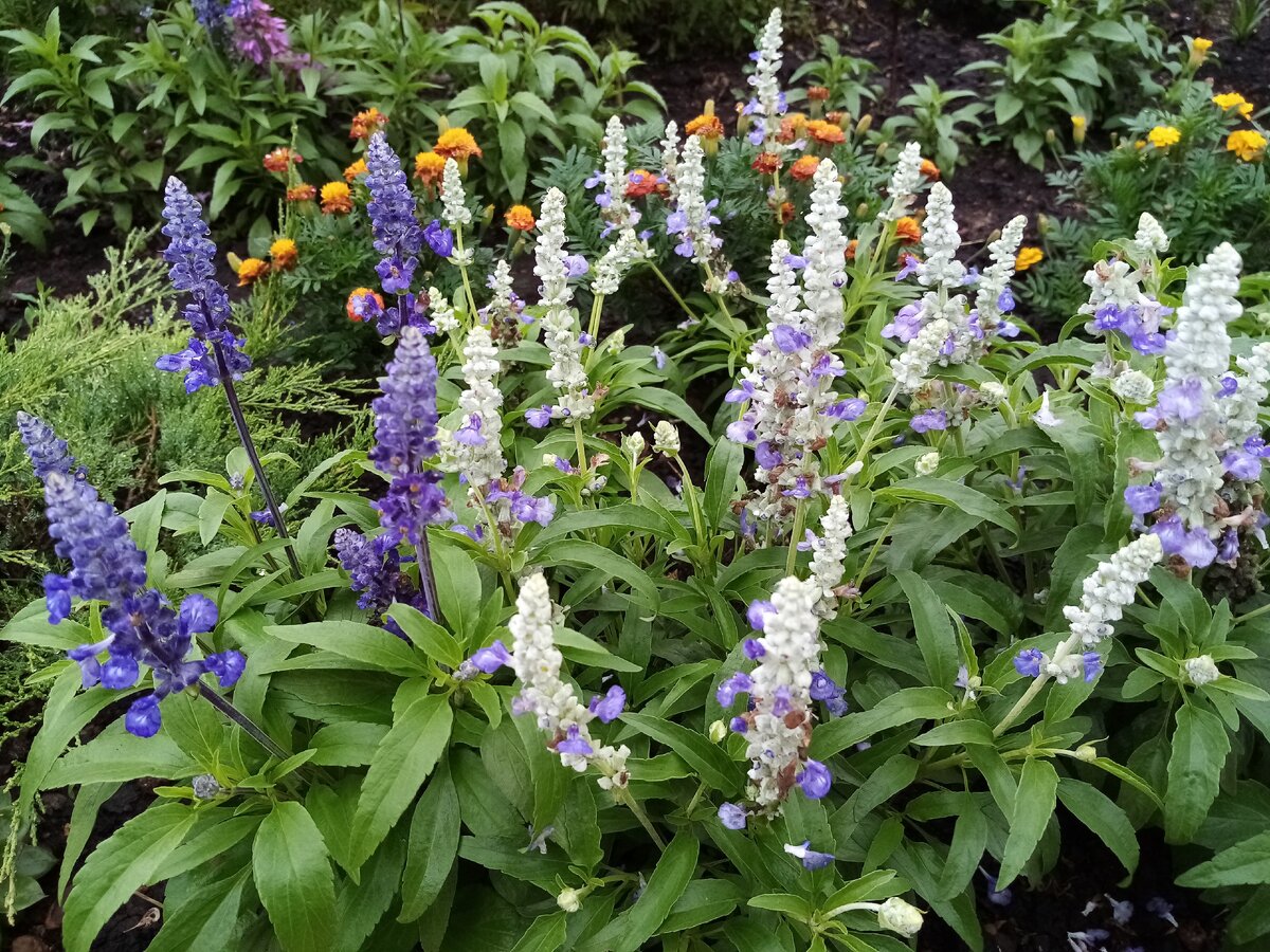 Сальвии мучнистая Страта и Рио словно не замечают ненастья