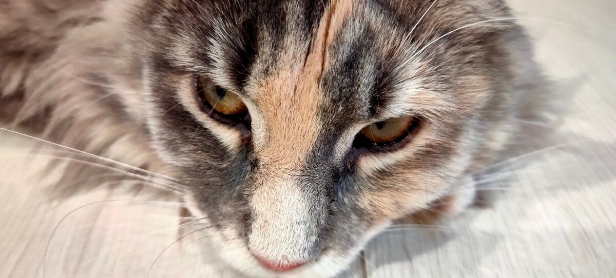 Мейн-кун Шая