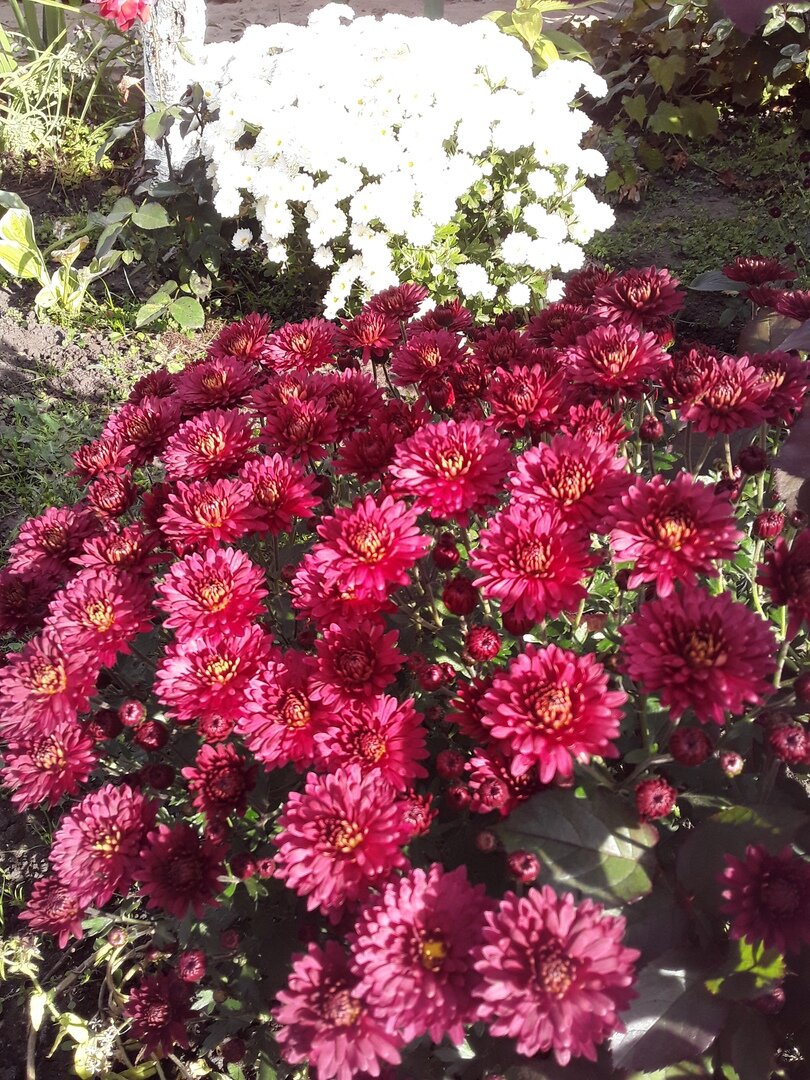 Хризантема мультифлора, сорт Bransound Magenta - именно этот куст и поехал зимовать на подоконнике