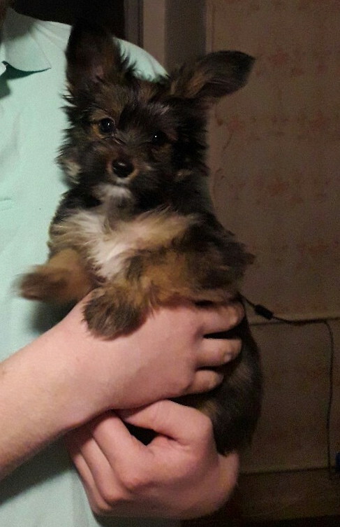 Возраст- 1 месяц, вес- 400 граммов.