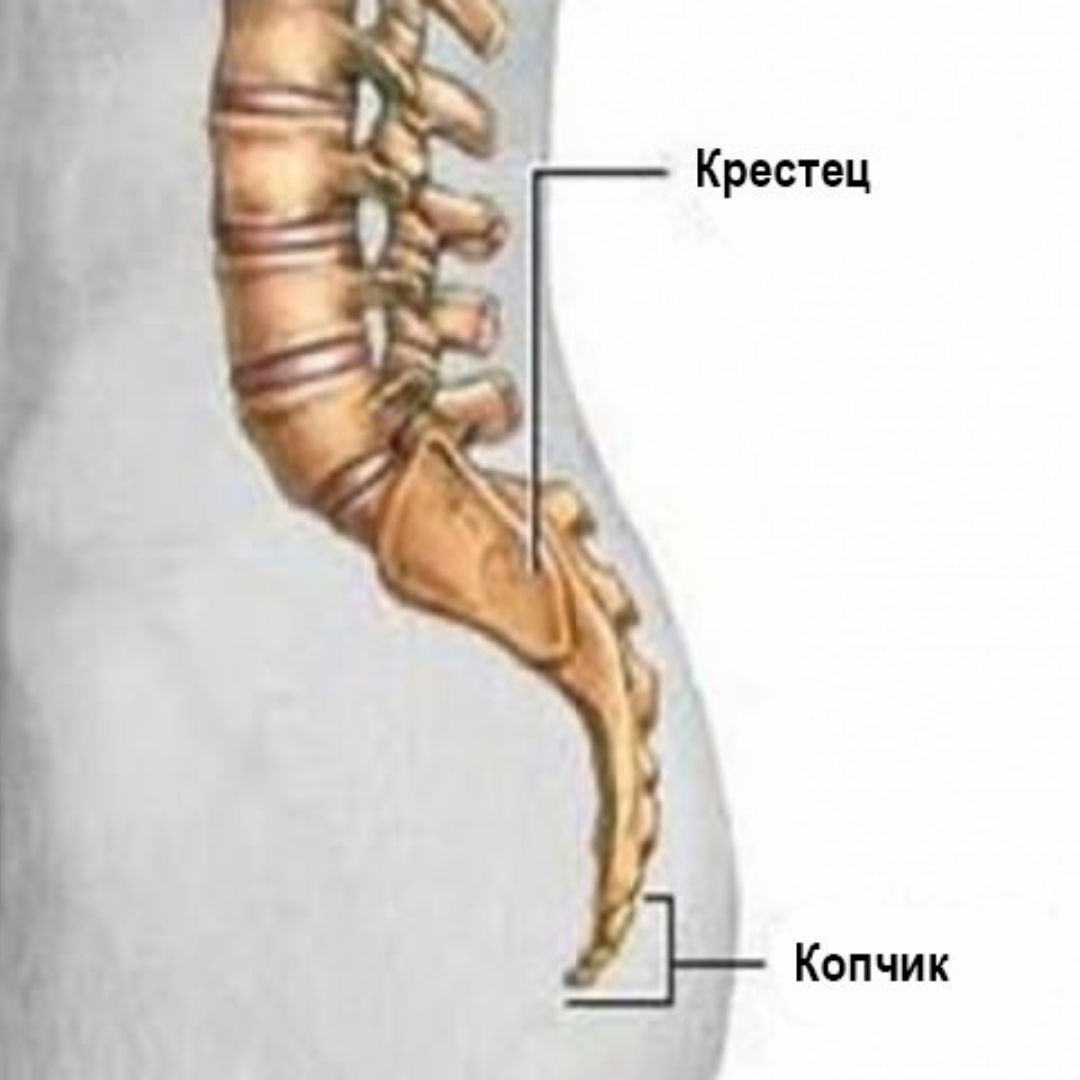 Положение копчика. Источник изображения: Яндекс, Картинки