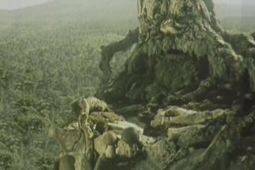 "Сказка о старом кедре" изображение взято из открытых источников.