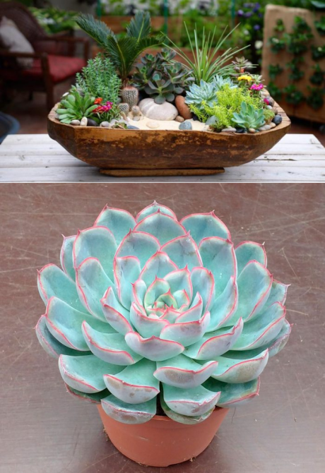 Цветочное растение «Суккулент»