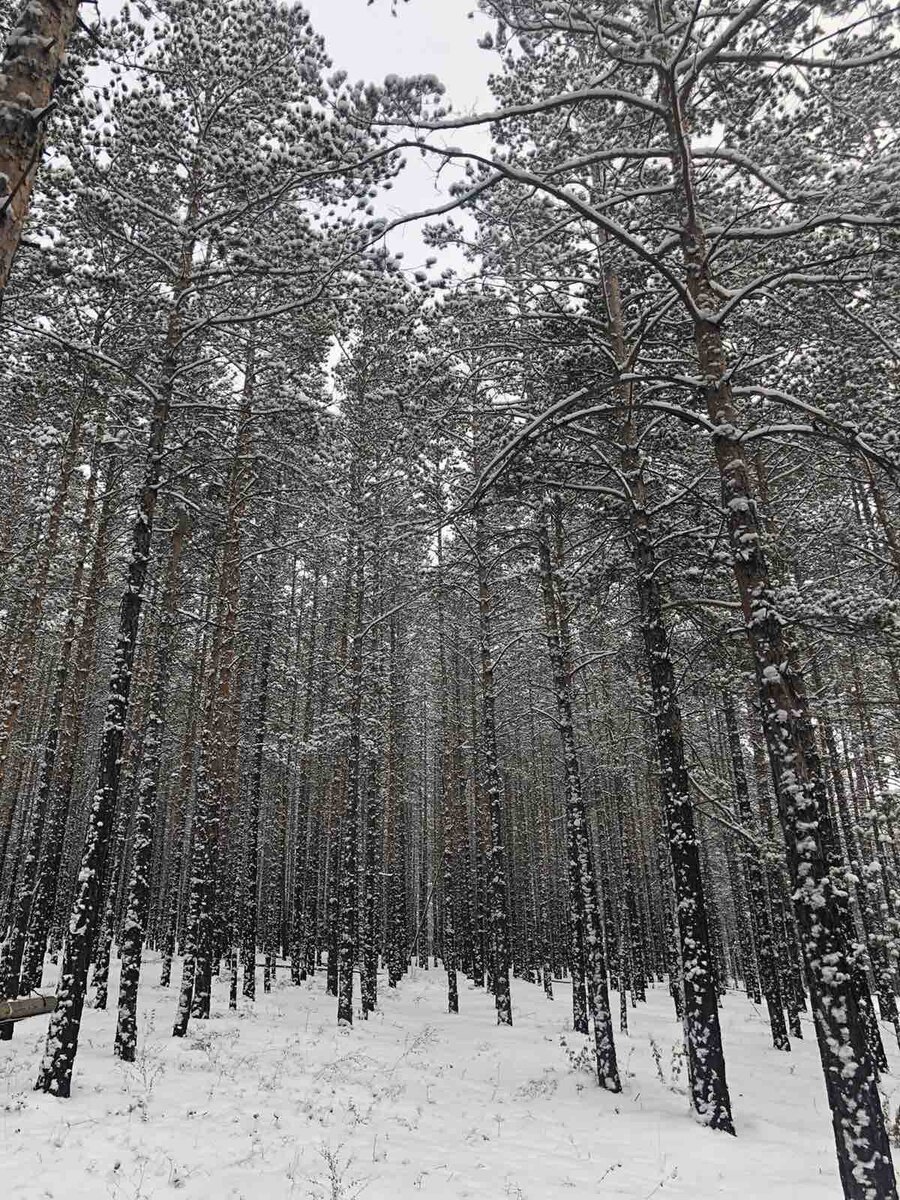 Фотографии автора. Начало тропы
