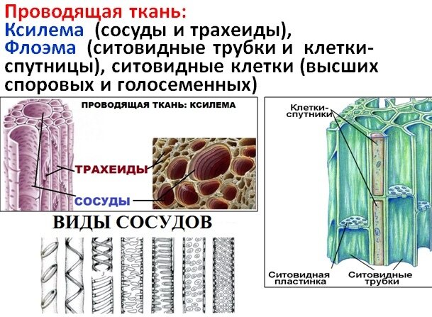 Рассмотрите рисунок назовите вид ткани докажите что строение клеток ткани связано