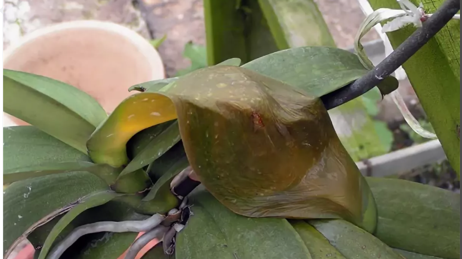 фото взято из интернета