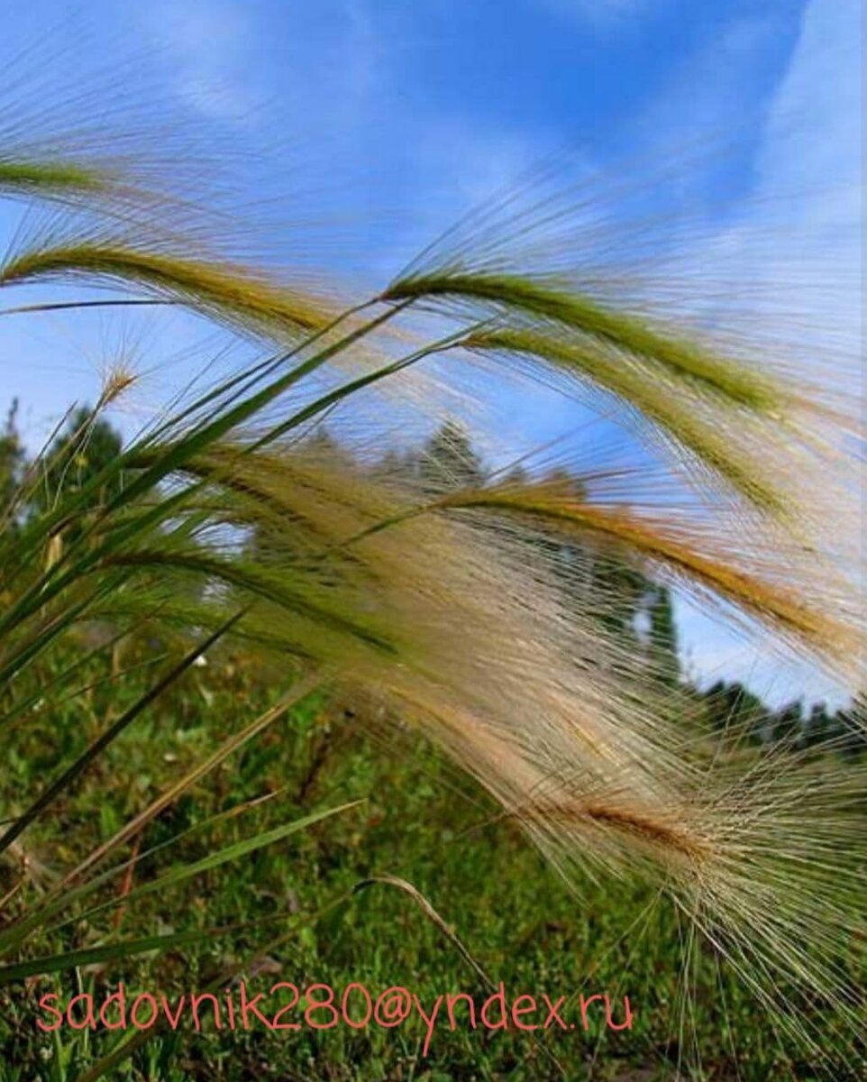 Злаковые и розы дружат давно.