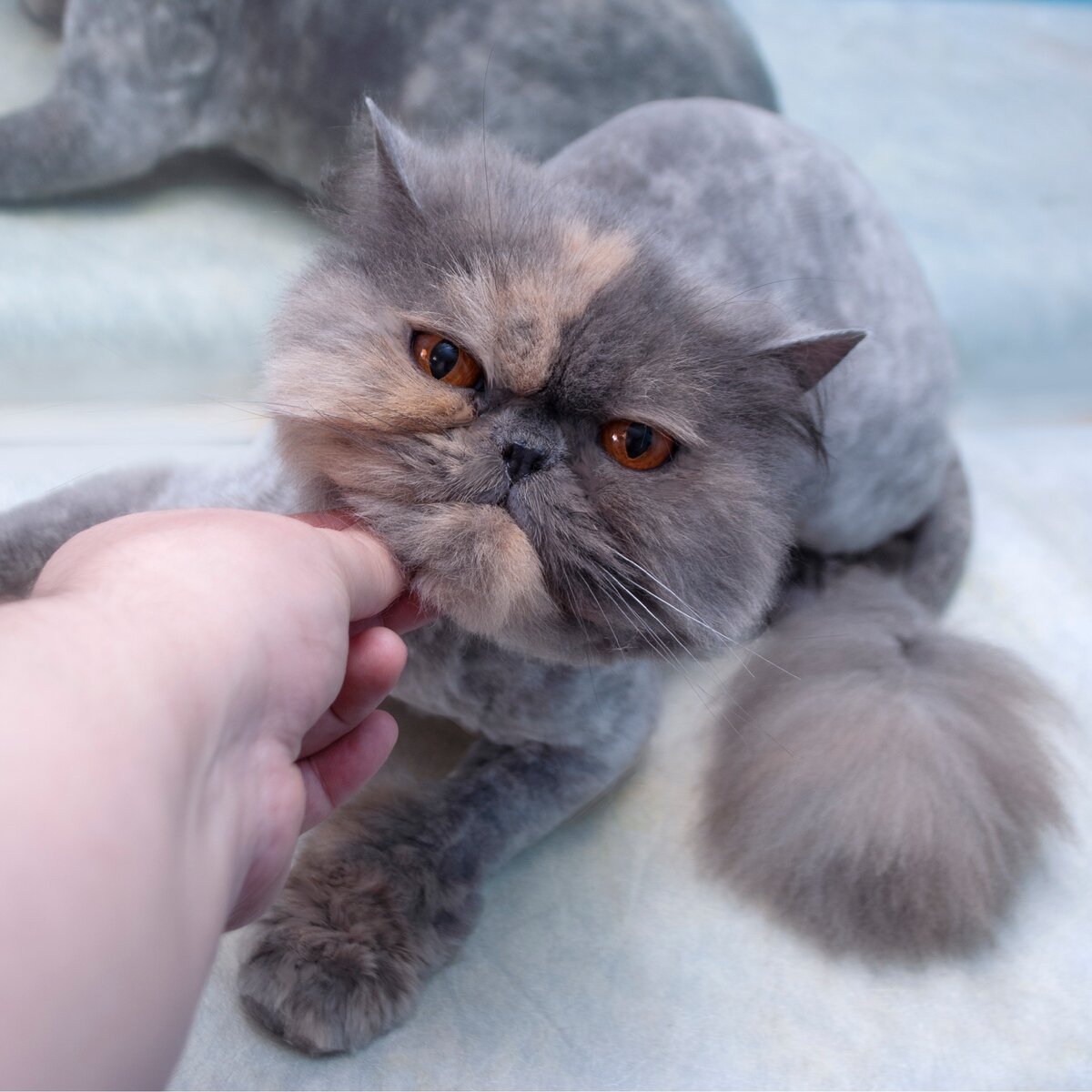 Это Шанти, она избавилась от колтунов и сваляной шерсти.