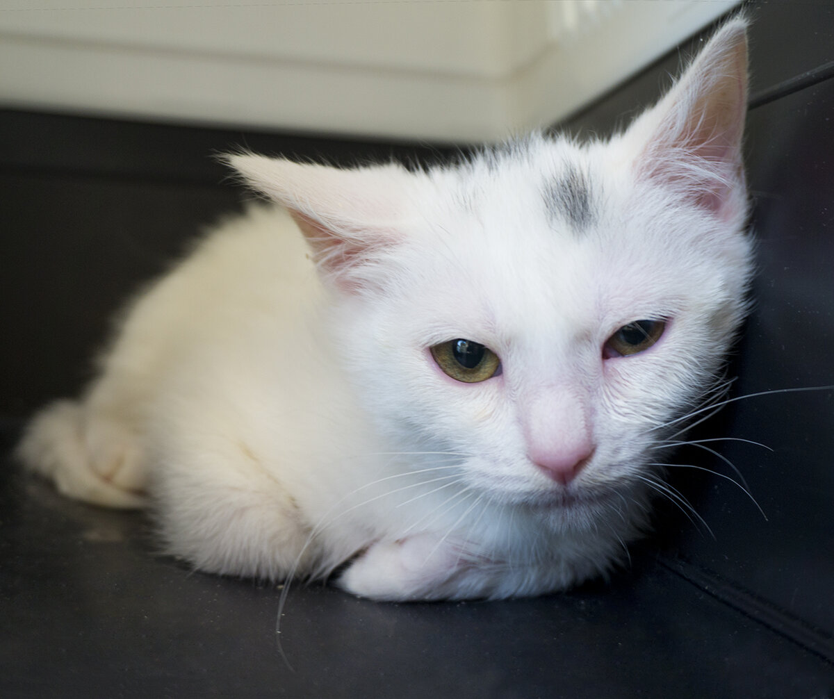 Фотография автора. Снежок родился на улице. Его мама - выживший котёнок от нестерилизованной кошки на самовыгуле. У Снежка инфекционные заболевания: калицивироз и хламидиоз. Лечим. Как выздоровеет, будем пристраивать.