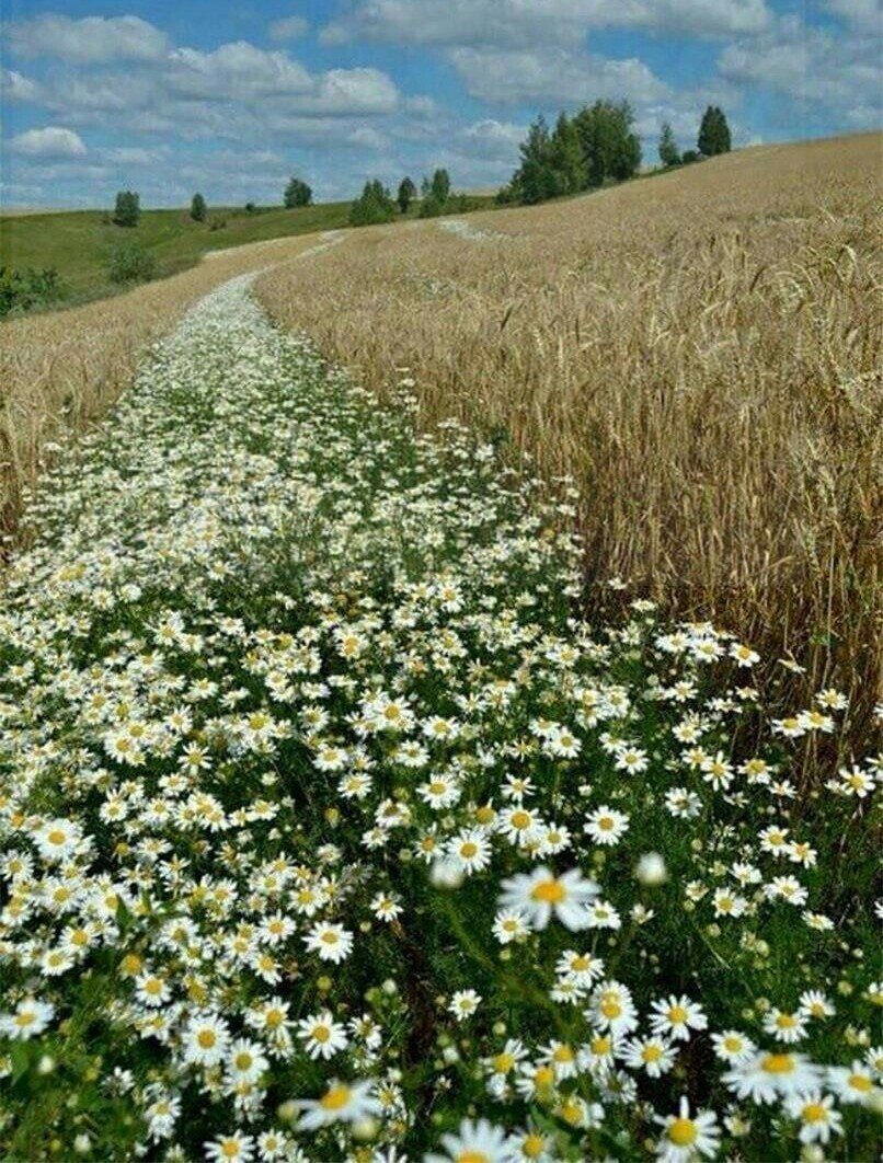 поле ромашек картинки