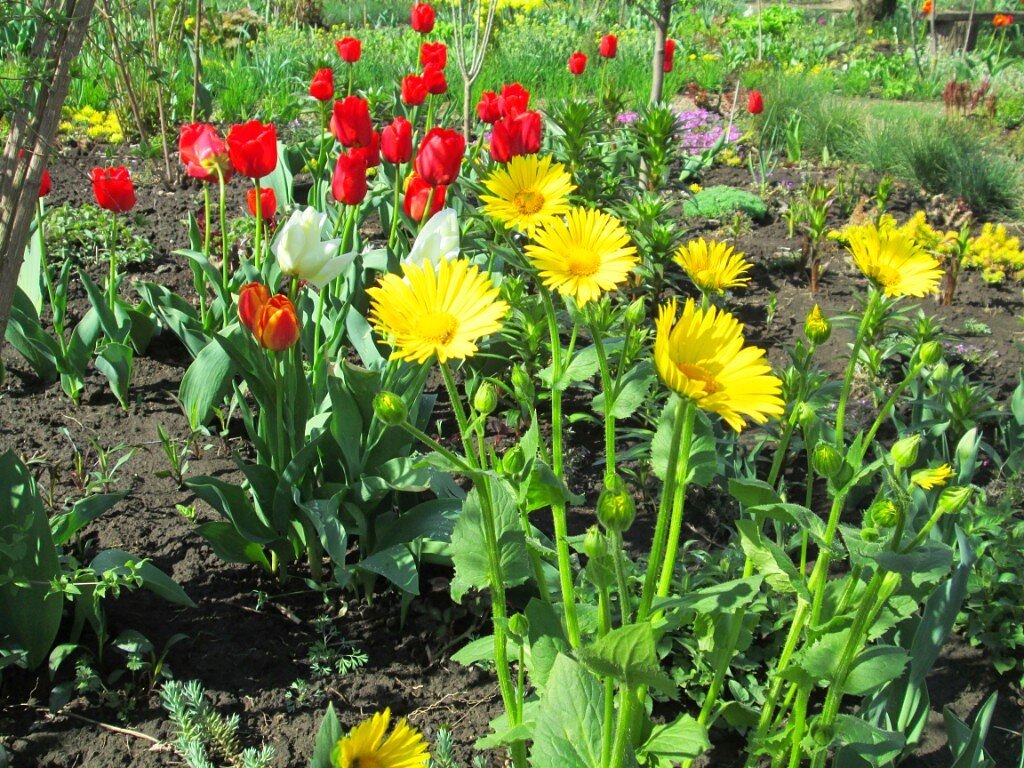15.04.2015 Тюльпаны и дороникум.