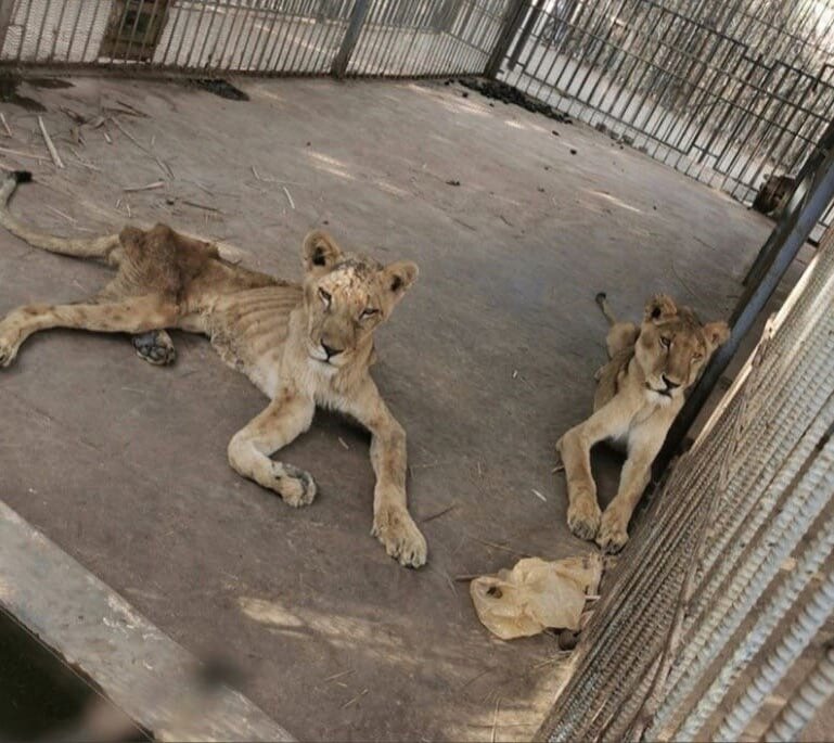 Голод звери. Картинки мертвых животный в зоопарке. Жители Левжи. Человек лиса в Пакистане в зоопарке фото.