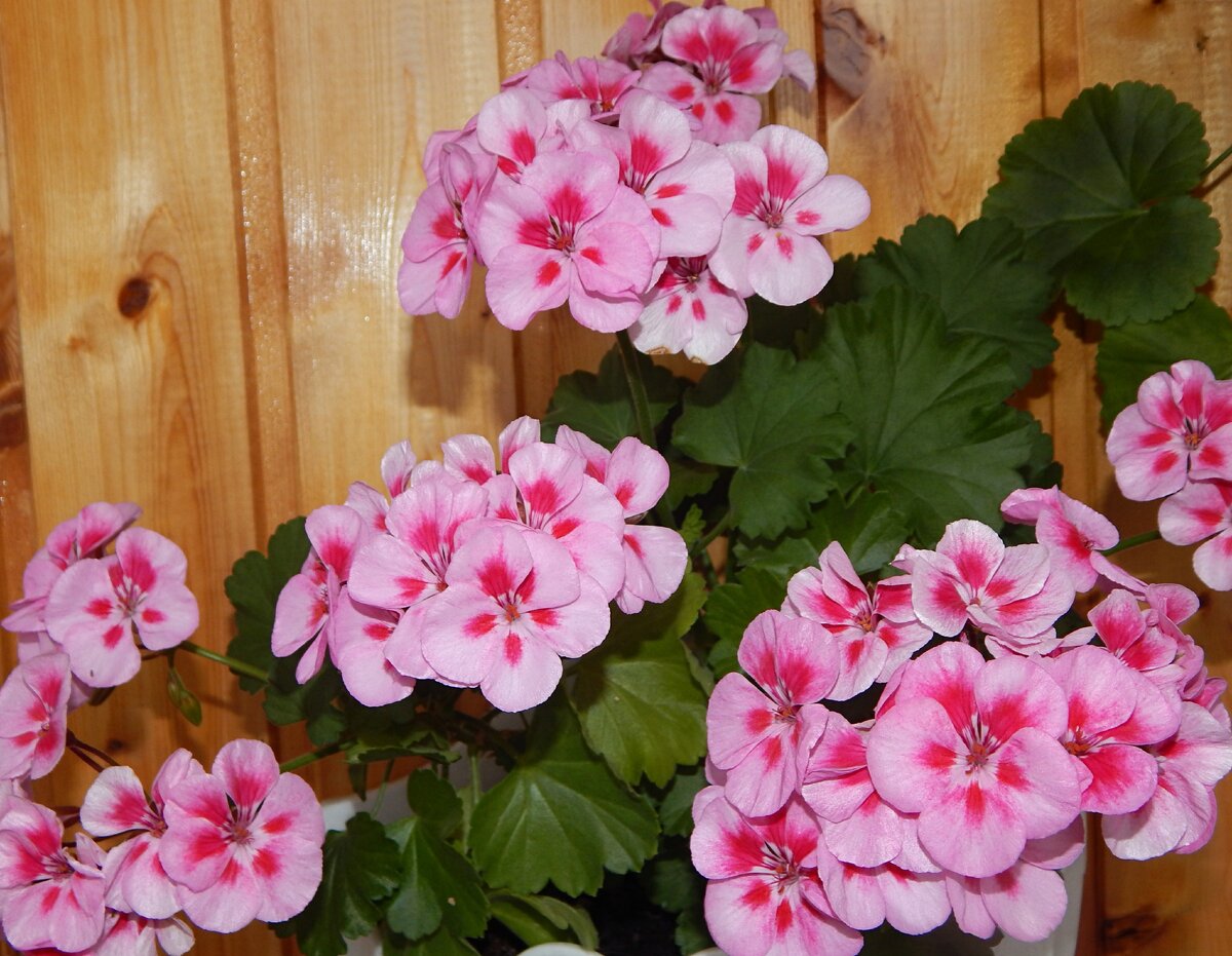 Саванна пинк Мегасплэш