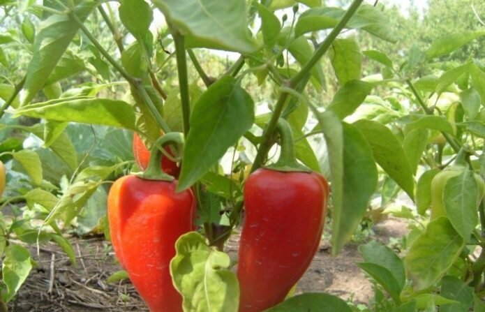 Куст перца похож на маленькое дерево