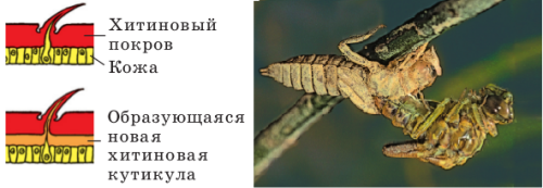 Отделы тела