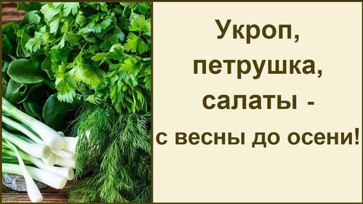 Выращивайте зелень для здоровья: укроп, петрушку, салаты и другое🥗