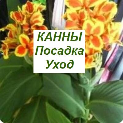 Цветок канна: посадка и уход