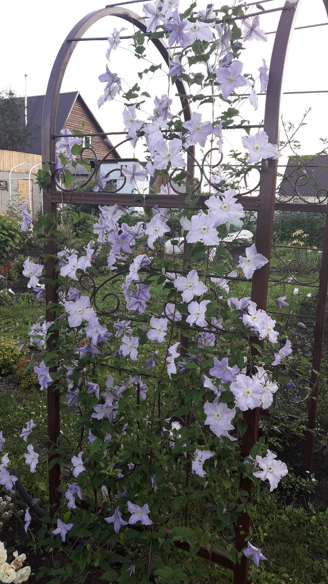 август 2017 г. У арки посажено 2 саженца