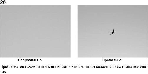 Птица, которая улетела