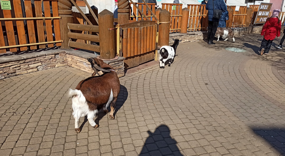 Контактный зоопарк для детей. Листайте дальше