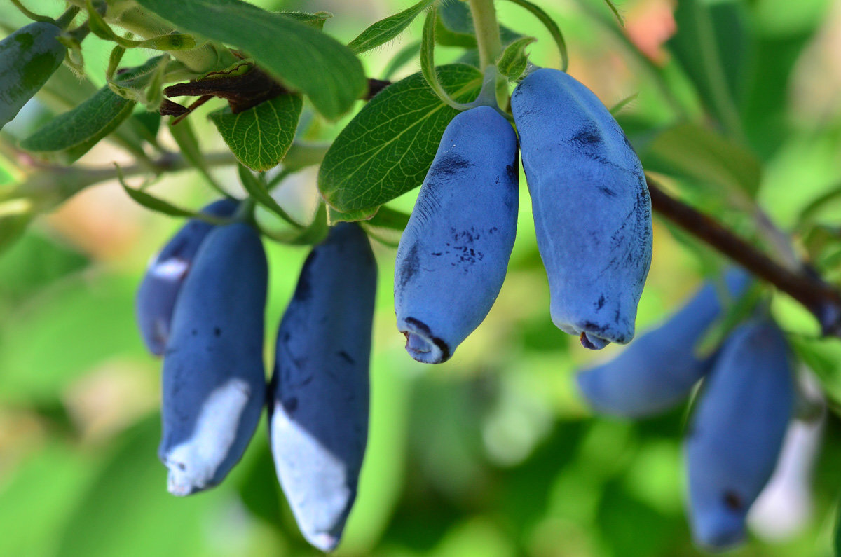 Жимолость съедобная   https://vk.cc/ccQTxs