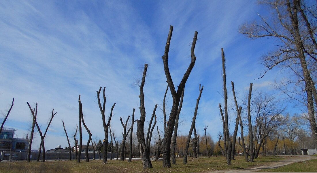 Тополя срубить. Кронирование тополей. Тополь в городе. Обрезанные деревья. Обрубленное дерево.