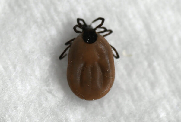 Фото: РИА Новости/Илья Наймушин