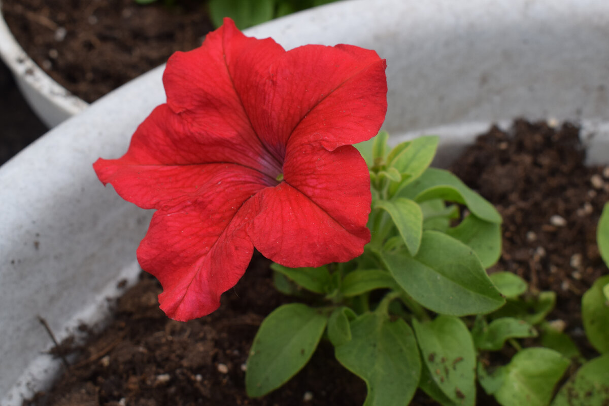 петуния начинает цвести(фото автора)