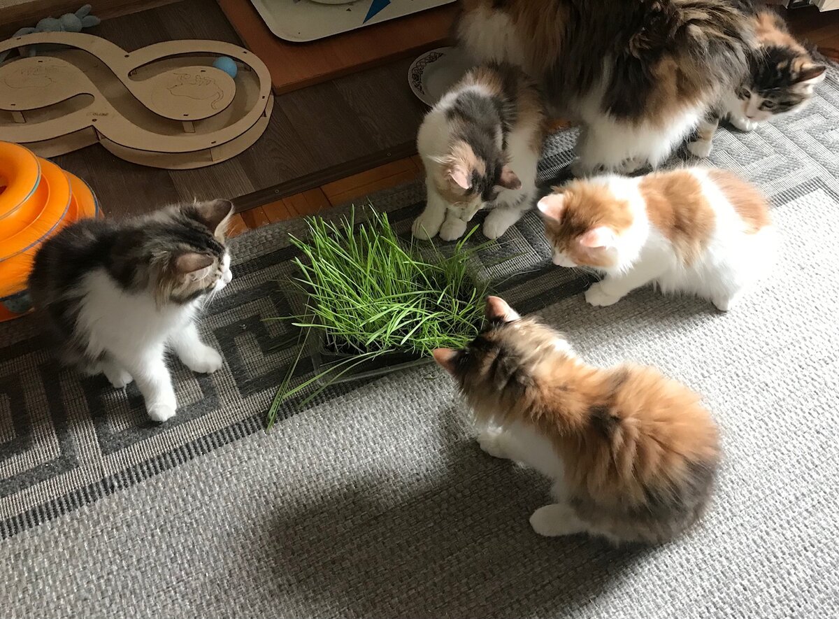 Котята-рысята лакомятся витаминами)