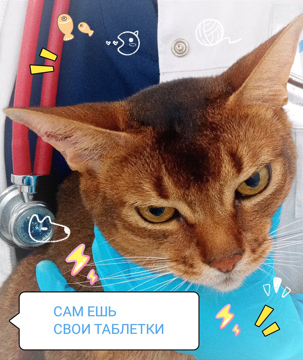 Как сделать эту процедуру менее неприятной для питомца и владельца? 🙉