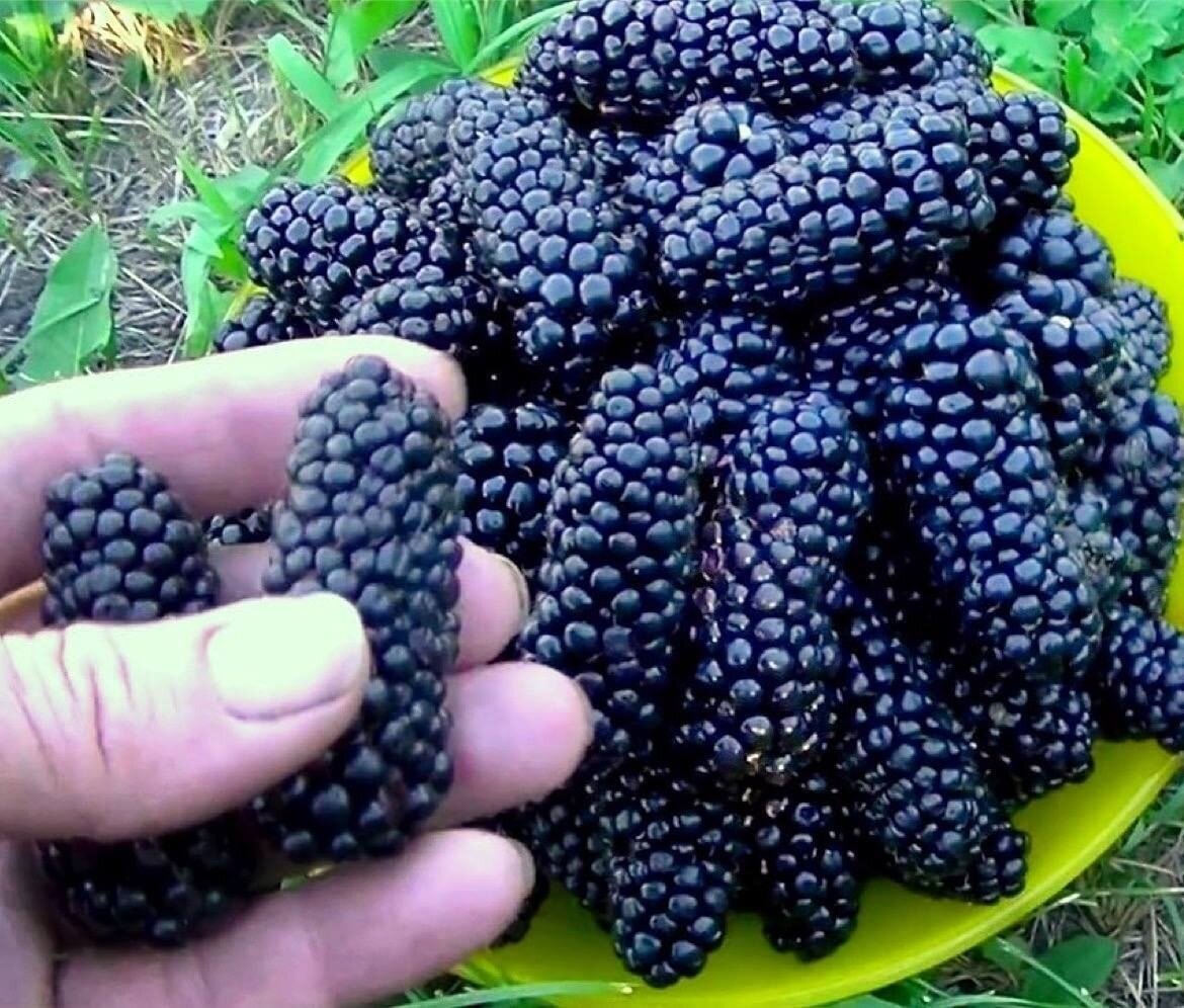 Сорт ежевики Карака Блэк