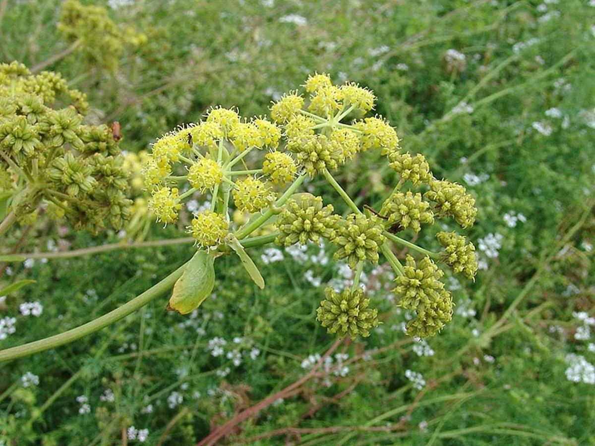 Любисток фото. Любисток. Любисток цветет. Любисток Levisticum officinalis. Вербена рута Любисток.