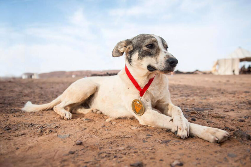     Собака пробежала Marathon des Sables. Это самая сложная пешая гонка в мире