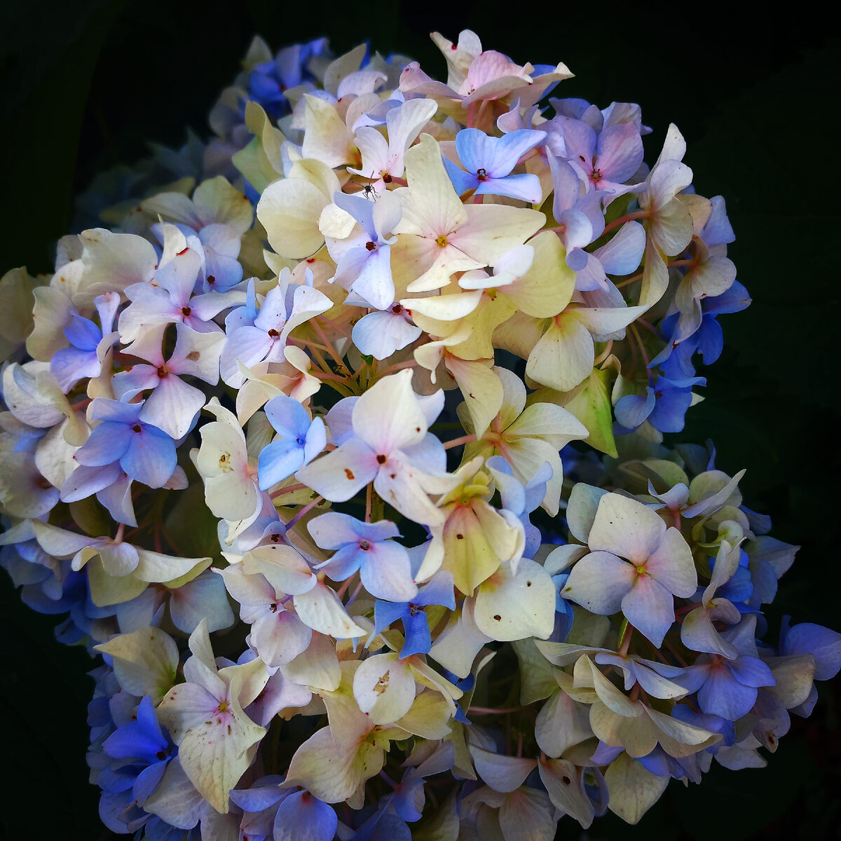 Фото ранее публиковалось в моем аккаунте инстаграмм (запрещен в РФ) ferrowalice а так же на моем канале дзен ДРОНОВА I DRONOVA