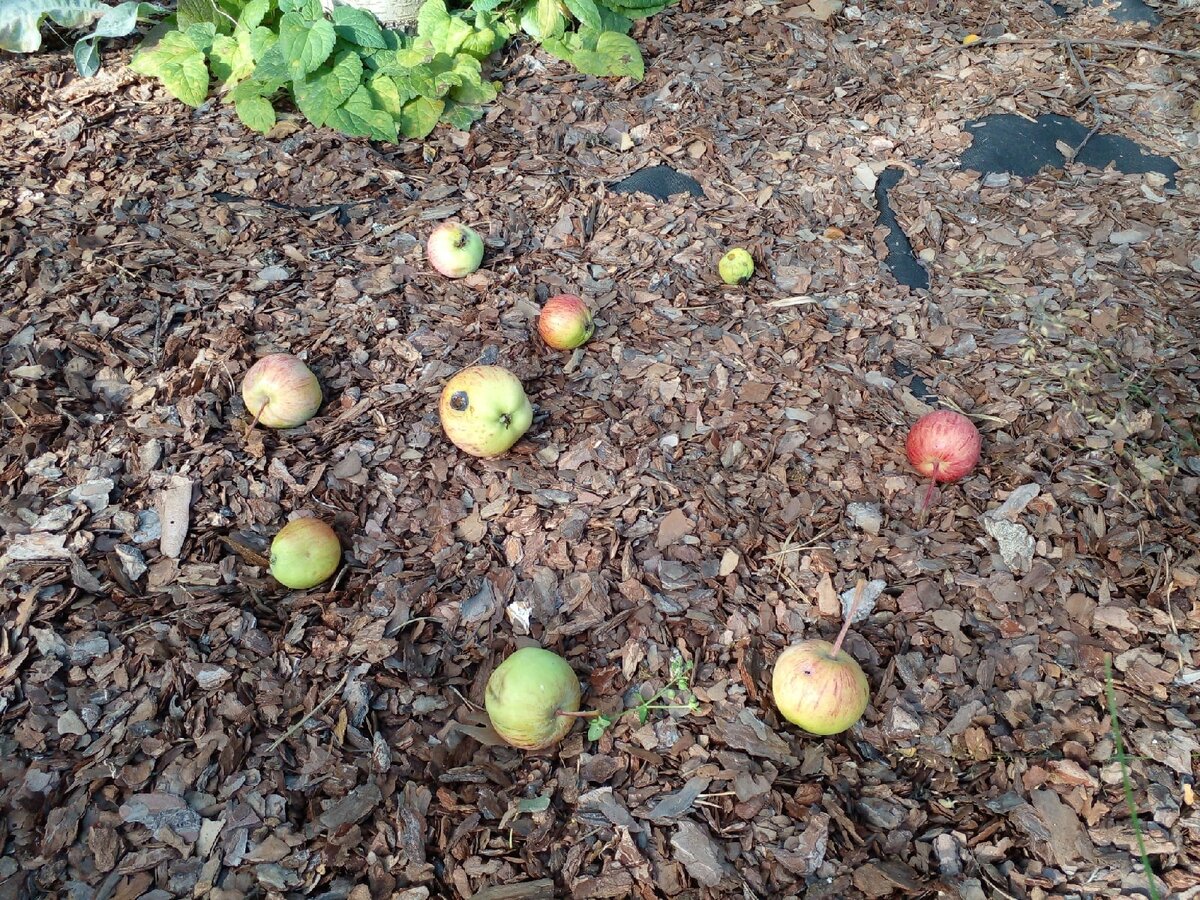 Куда девать падалицу яблони, сливы, вишни и других плодовых деревьев