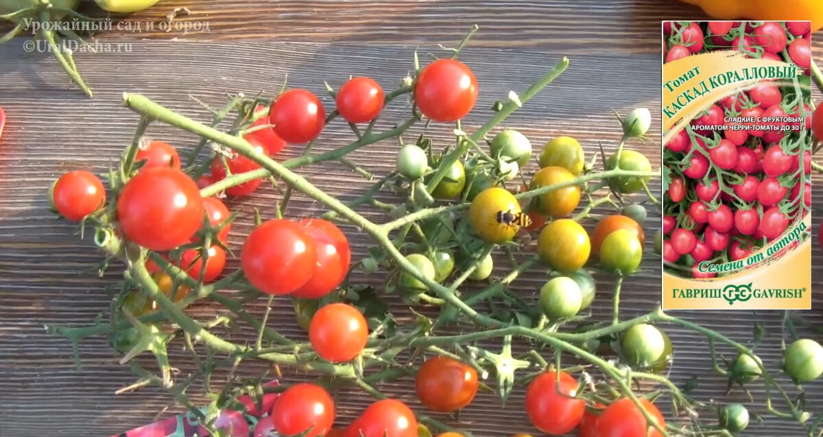 Сегодня мы разберём сорта и гибриды высокорослых томатов, которые высаживали в этом году.-11
