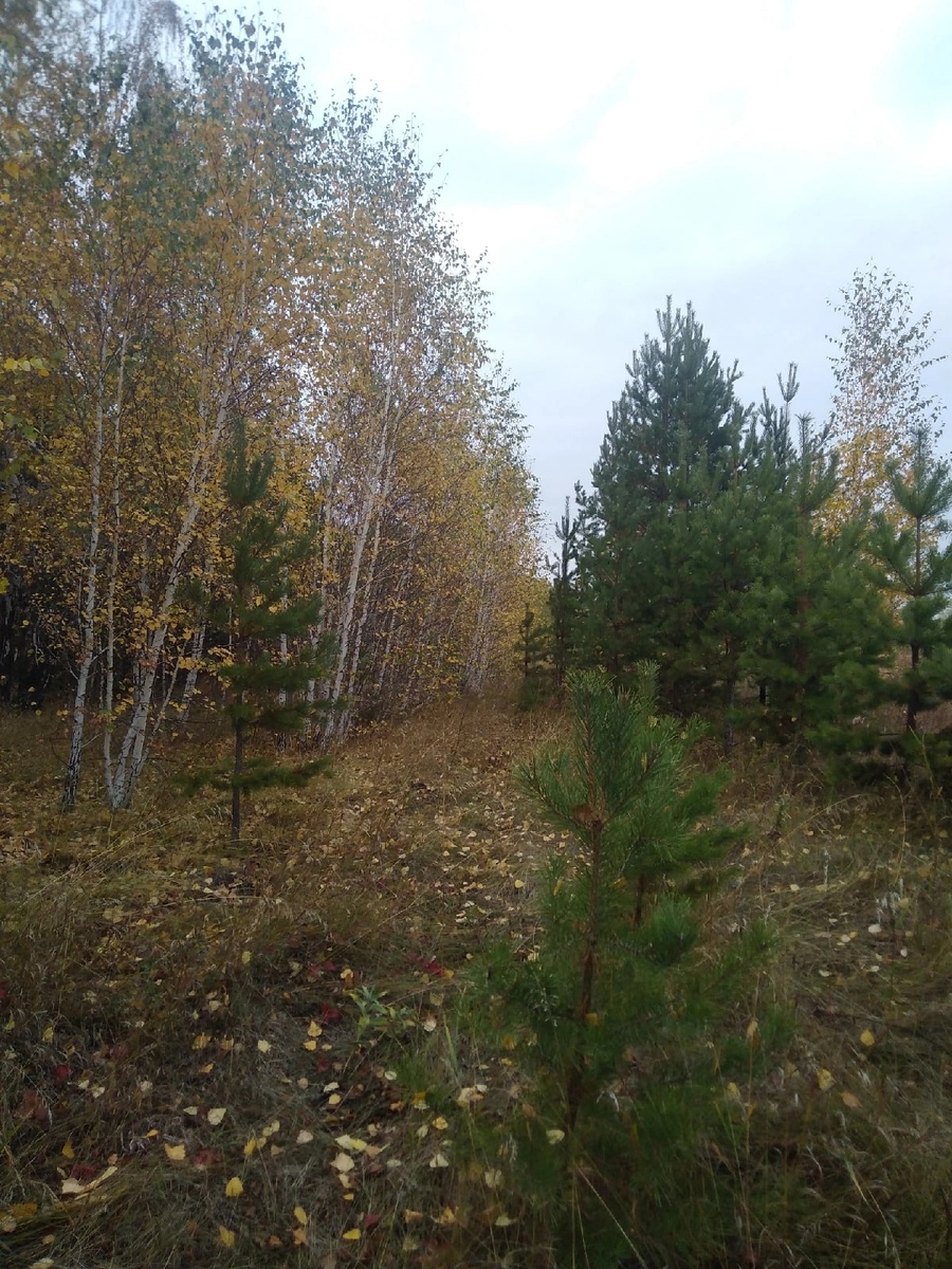 Приехали с мужем за небольшим количеством лапника. Брали только нижние ветки, чтобы не портить сосны😁)). 