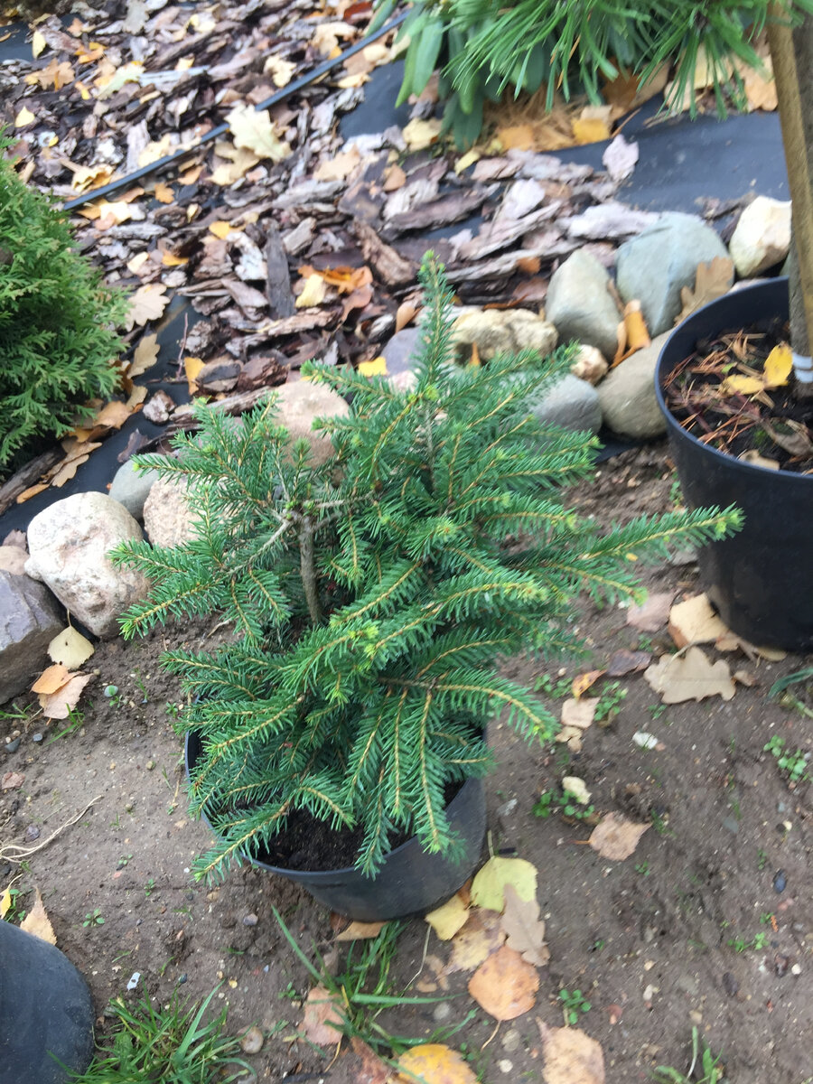 Саженец ели Нидиформис в контейнере. Фото автора