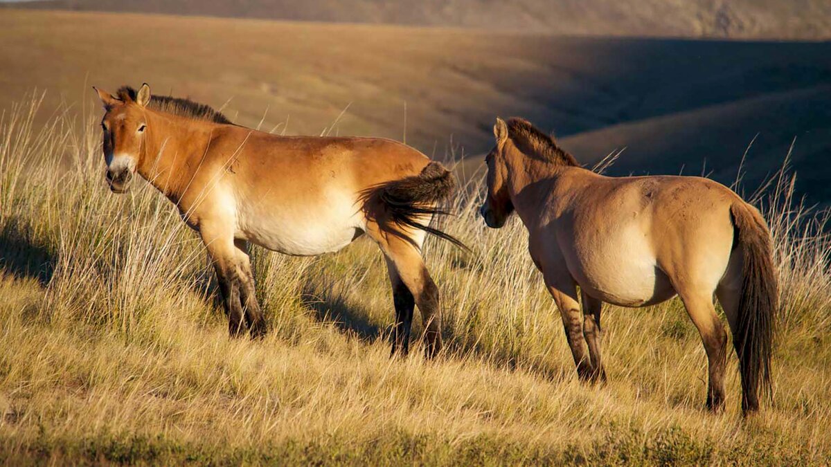 Азиатская дикая лошадь фото