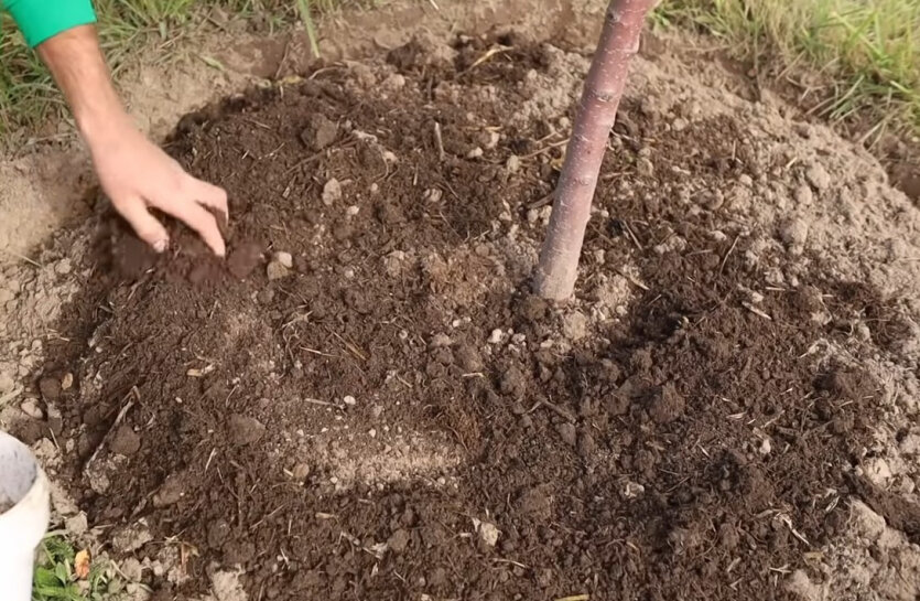 Чем удобрять деревья осенью под зиму. Приствольный круг из земли. Приствольный круг под елку. Ограждение приствольного круга плодовых деревьев. Чем замульчировать приствольные круги у плодовых деревьев.