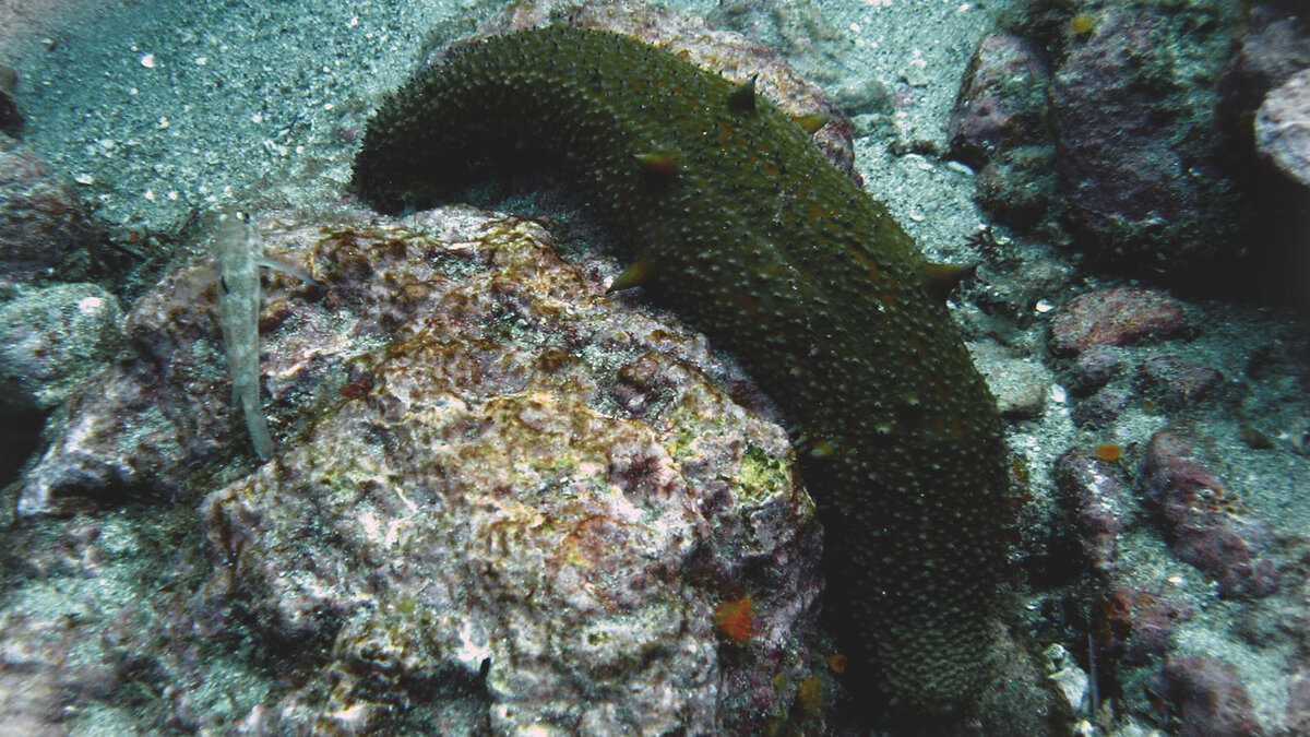 Морской огурец водоросль