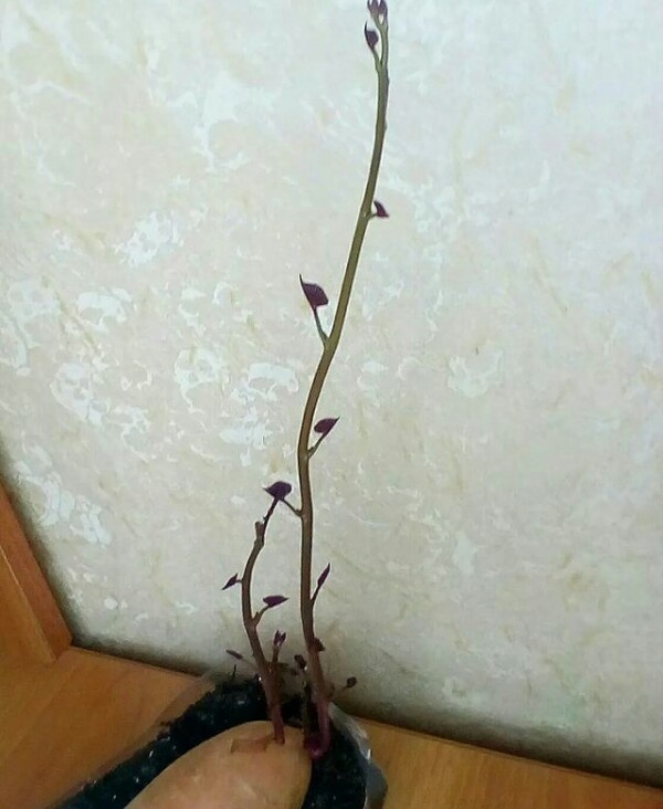 Рубрику Дачный эксперимент дополняю подробным фото урожая с одной бататины. Грядка была  1/3 метра. Низ мульчировали развёрнутыми картонными коробками,чтобы лианы батата не укоренялись.Если им дать волю,то в каждой точке укоренения они будут формировать бататики🍟, а это снижает основной урожай. Муж не даёт мне размахнуться 😁, не разрешает  газон на даче занимать и делать дополнительные грядки. На будущий год  хочу посадить его под виноградником. Там песчаная почва,надеюсь ему понравится 😉 Всем хороших урожаев и хорошего дня 💐