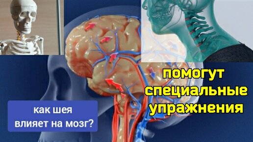 Как шея кормит мозг? Полезные упражнения для дисков позвоночника и мышц шеи