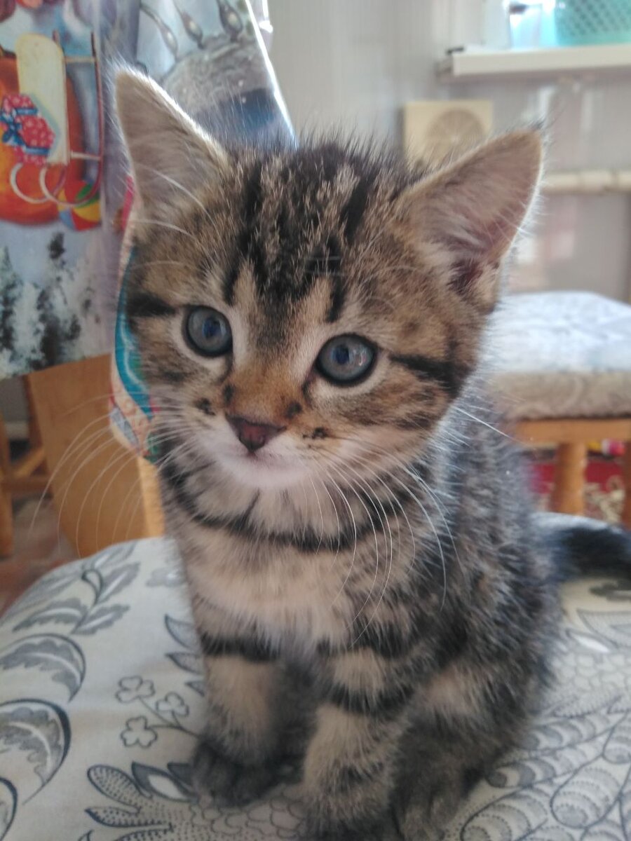 Мой Плюша в детстве. Фото автора.