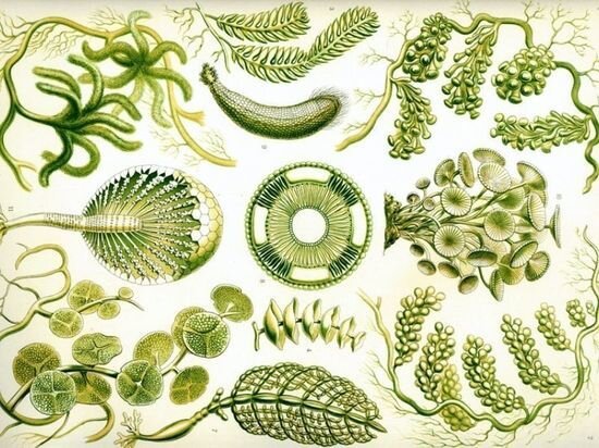     Всего на планете было несколько вымираний. / canva.com