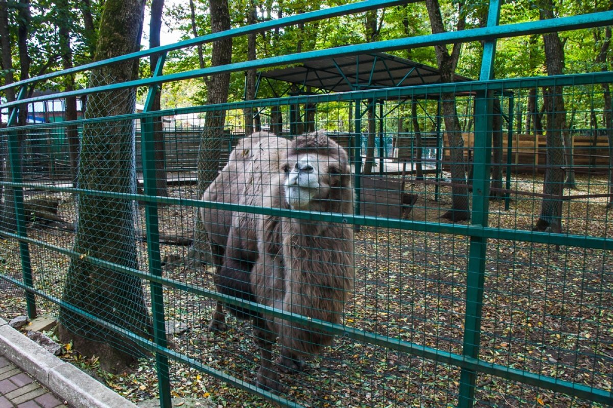    На Ставрополье стало меньше верблюдов, бегемотов, обезьян и других животных