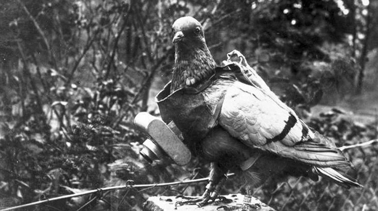 Зачем в СССР мобилизовали всех голубей в армию. Что придумали немцы, чтобы бороться с ними?