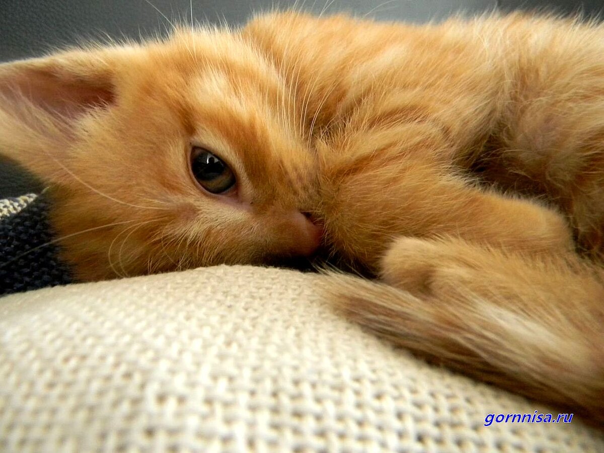    Советы котовладельцам - как избавиться от неприятных запахов Pavlov A