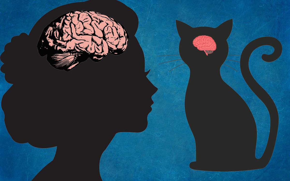 Мозг кошки анатомически более похож на мозг человека, чем на мозг собаки |  Животный мир | Дзен